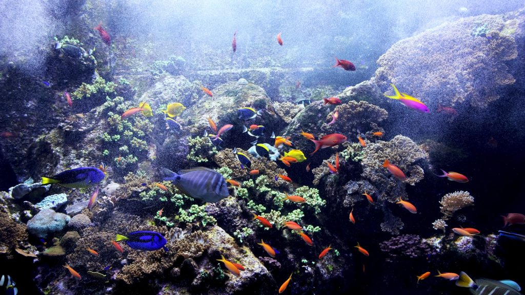 A large aquarium filled with lots of colorful fish
